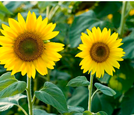 1565526781797503.png 1T)G)UQSWDAIC_EO{1SX)IE.png