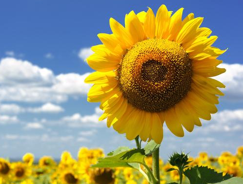 1565526788585002.png {A0729C44T%_NZ9Z5$UAZGH.png