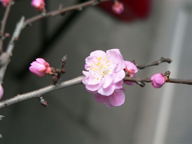 Plum_flower_1.JPG