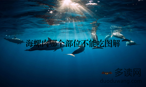 海螺肉哪个部位不能吃图解