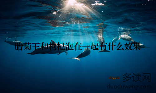 胎菊王和枸杞泡在一起有什么效果