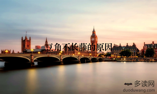 豆角不长藤的原因