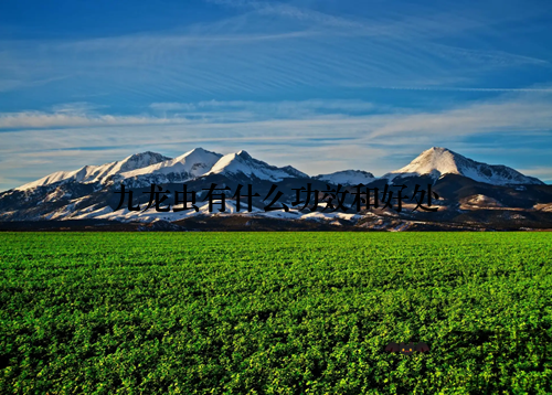 九龙虫有什么功效和好处